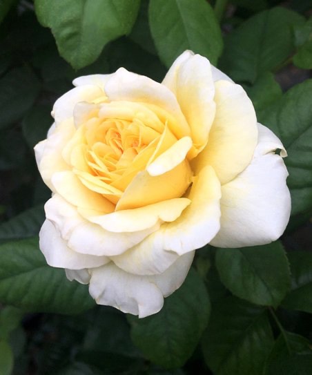 Lily Pons Rose - Ladybug Flower Farm